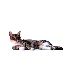 A Calm Tabby Cat Lounging On A City Sidewalk In İStanbul, TüRkiye. Perfect Shot For Street Or Pet Photography Seekers. 13442 - Cat PNG image with transparent background